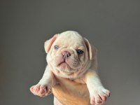 İzmir french bulldog köpeğimiz