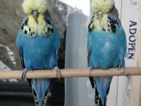 SARI SURAT ÜST VASIF SHOW JUMBO TAKIM MUHABBET KUŞU