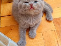 LİLAC RENK ERKEK YAVRU KEDİLER