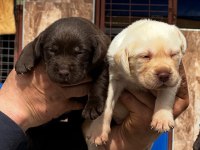 Sevimli Labrador bebeklerimiz