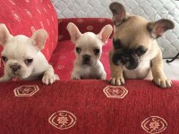 Sahibinden Sağlıklı French Bulldog Yavruları