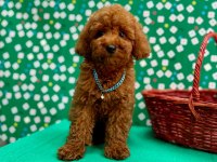 Orjinal toy poodle çocuklar