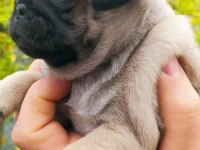 KREM PUG YAVRULARI