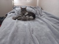 Maine coon şecereli 3 yaşında çipi vardır