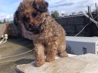 MALTİPOO BEBEĞİM