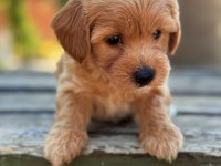 Safkan Maltipoo bebekler