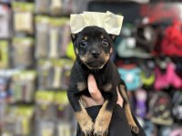 2 aylık 3 tane dişi pinscher