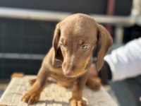 Petmode köpek çiftliğinde ziyarete açık dachshund