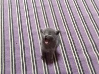 Uygundur acil sahiplendirme british shorthair