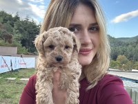 12 yıllık Üreticiden Toy Poodle Yavruları