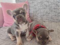 Ücretli sahiplendirilecek french bulldog