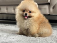 Üst Kalite Pomeranian Yavrular