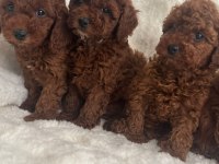 Toy poodle dişi ve erkek yavrumuz