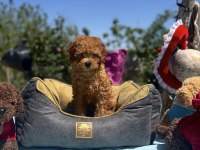 DİŞİ 3 AŞILI WC EĞİTİMLİ POODLE