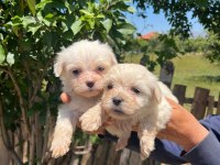 Kar beyaz Maltese Terrier bebekler