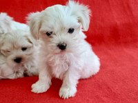 Maltese yavrular