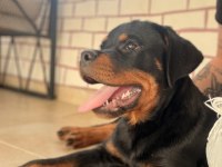 A şecereli erkek rottweiler yavrularım