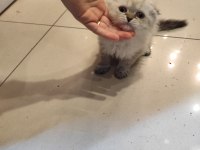 Scottish Fold dişi kedimiz