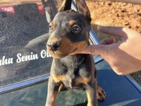 Siyah 2 Adet Dişi Doberman