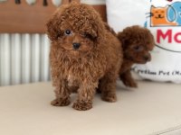 Show kalite tea cup kore poodle yavrularımız