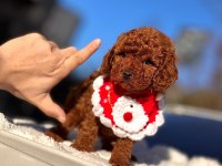 Toy Poodle Sağlık Garantili