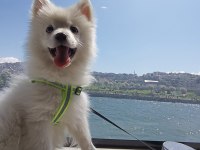 Pomeranian Spitz