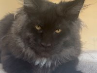 Her ile bizzat teslim xxl maine coon yavruları