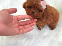 Core maltipoo bebekler