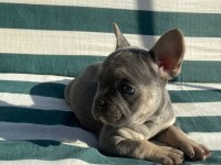 BLUETAN french Bulldog