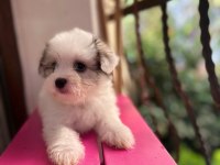 60 günlük orjinal maltese terrier