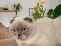 Scottish fold blue point