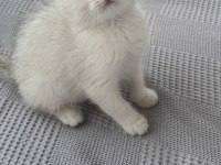 British Shorthair Yavru