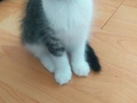 KEDİMİZ İÇİN LÜTFEN CİDDİ OLANLAR YAZSIN