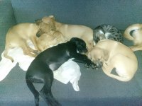4 aylıklar anne jack russell baba puanter 7 yavru