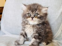RENGARENK CHİNCHİLLA KEDİSİ