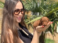 Toy Poodle Yavruları