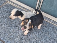 Ücretsiz sahiplendirme köpekler