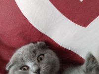 Yavru kedim scottish fold
