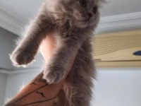 BAKMADAN GEÇMEYİN YAVRU KEDİLERİMİZE