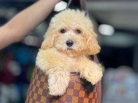 MALTİPOO BEBEK (KÜTAHYA EXUMA PET CENTER)