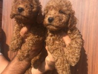 A kalite toy poodle yavrularım