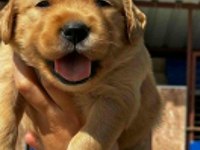 A+ kalite Golden Retriever yavrularımız 81 ile gönderilir