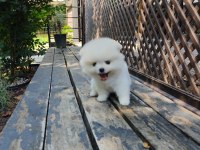 Ayıcık Surat Pomeranian