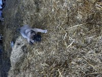 Malaklı yavruları köpekler