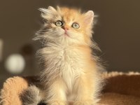 Mükemmel Kalite Golden Ny11 British Longhair