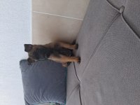 KAN HATLAR TARTIŞILMAZ MALİNOİSLER