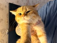 British shorthair erkek golden ny24 4 aylık yavrumuz