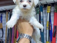 Kar topu Terrier yavrular