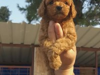 Vişneli browniler poodle köpekler