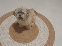 Shih Poo Yavrumuz